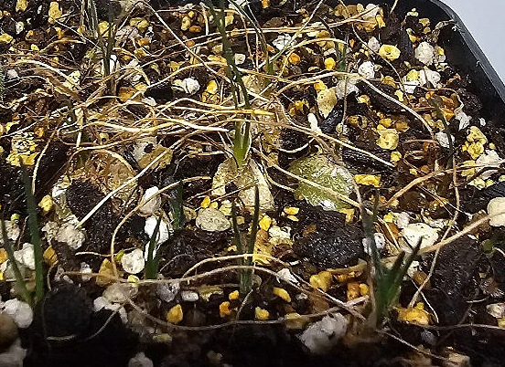 Ornithogalum adseptentrionesvergentulum 10 Pieces Seeds