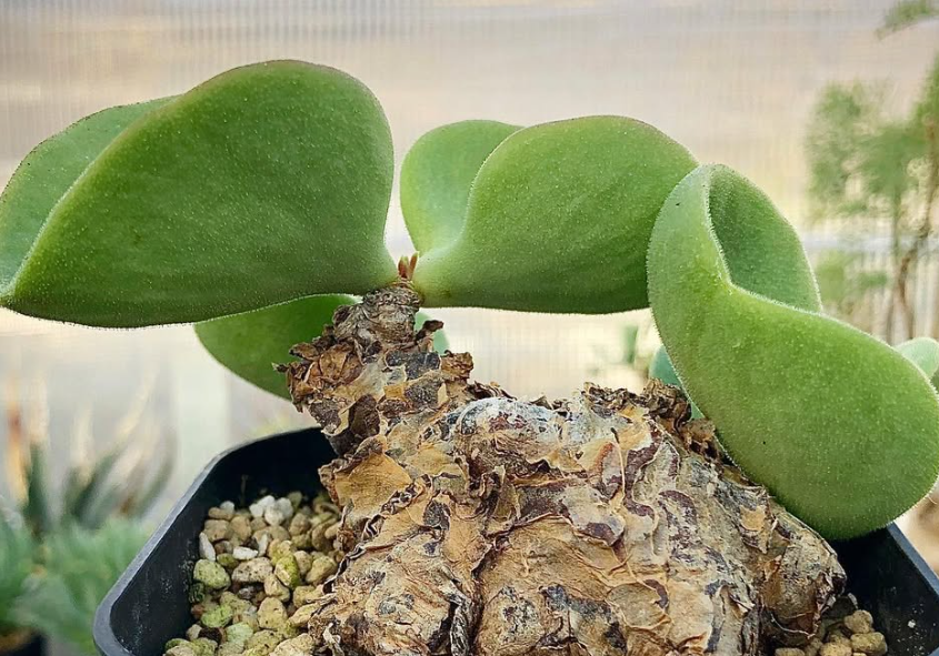 Tylecodon atropurpureus 10 Pieces Seeds