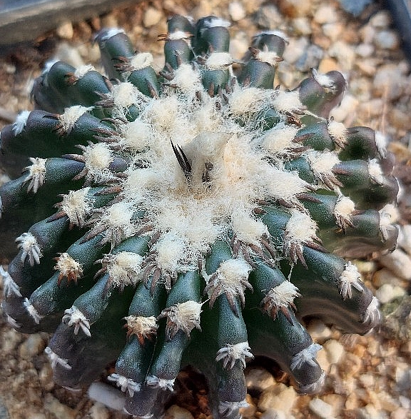 Discocactus horstii 10 Pieces Seeds