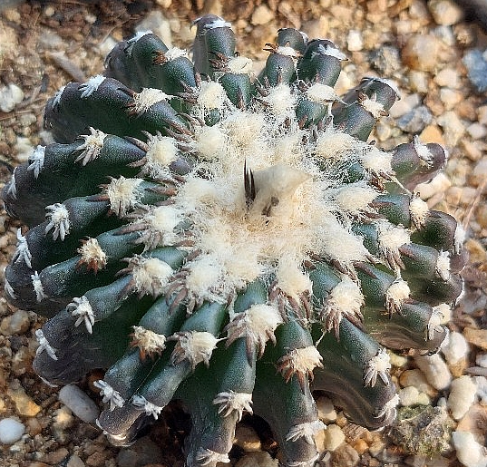 Discocactus horstii 10 Pieces Seeds