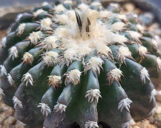 Discocactus horstii 10 Pieces Seeds