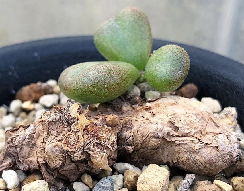 Tylecodon sulphureus 10 Pieces Seeds