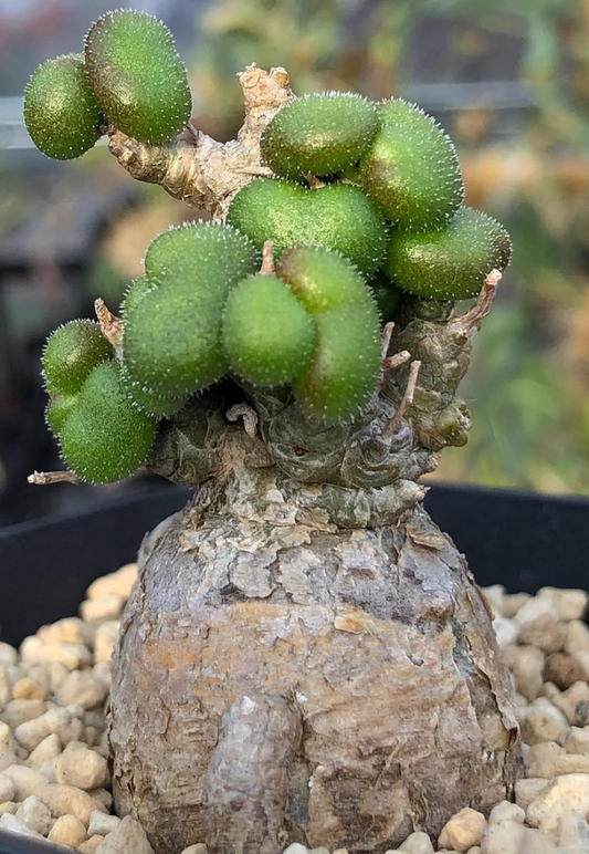 Tylecodon pusillus 10 Pieces Seeds