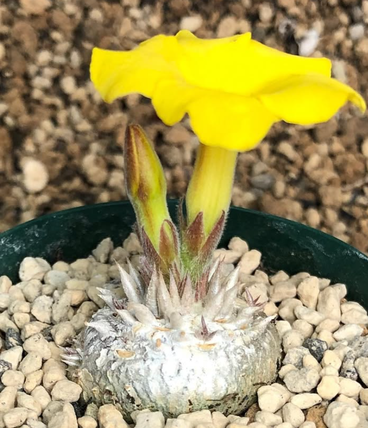 Pachypodium brevicaule 10 Pieces Seeds