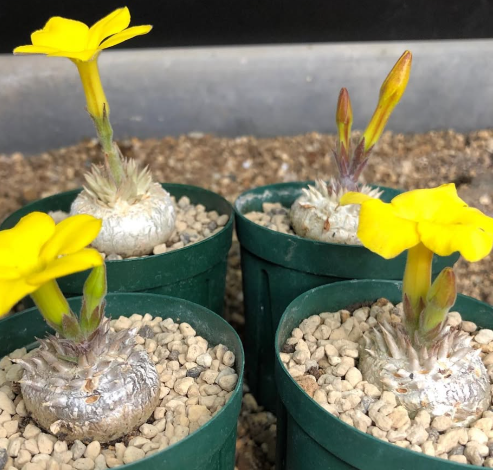 Pachypodium brevicaule 10 Pieces Seeds