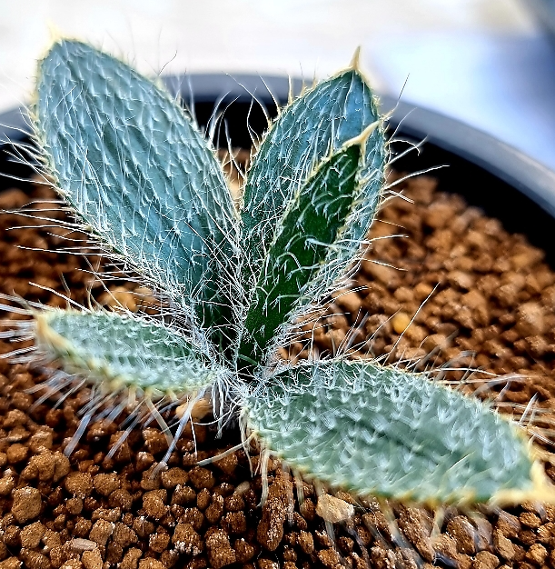 Gethyllis setosa 10 Pieces Seeds