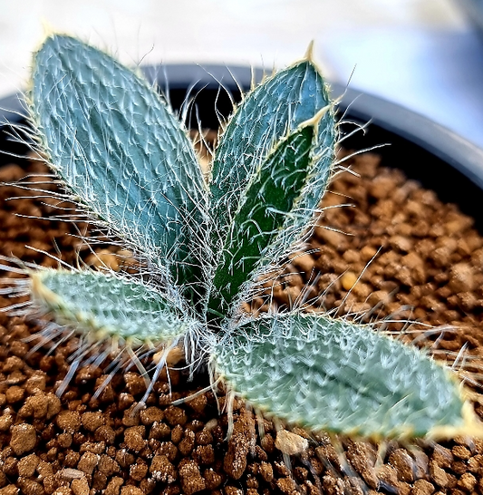 Gethyllis setosa 10 Pieces Seeds