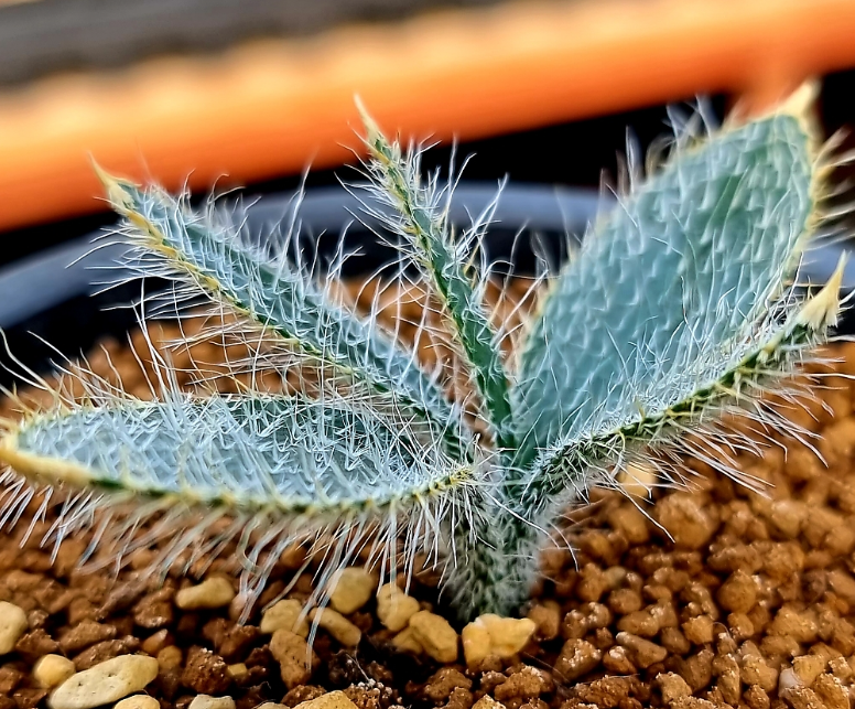 Gethyllis setosa 10 Pieces Seeds