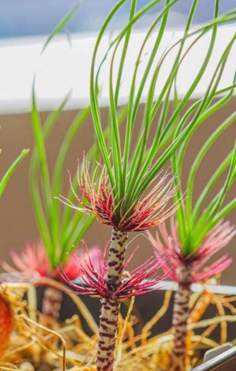 Gethyllis verticillata 10 Pieces Seeds