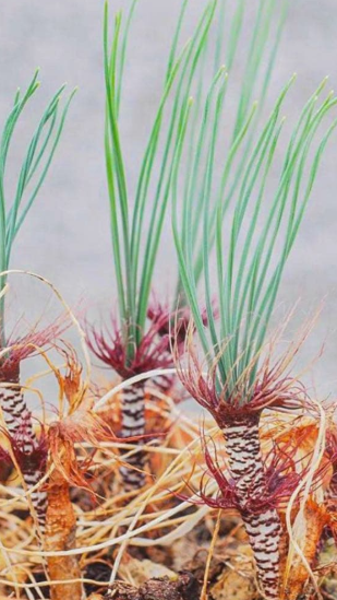 Gethyllis verticillata 10 Pieces Seeds