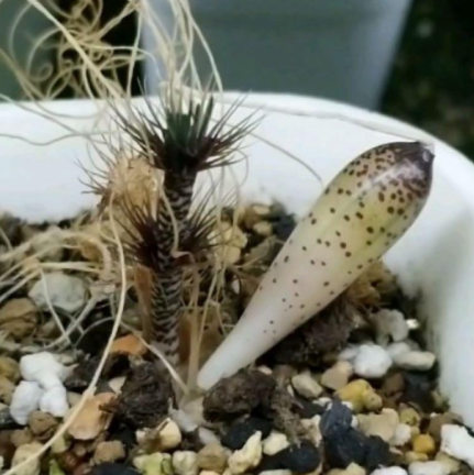 Gethyllis verticillata 10 Pieces Seeds