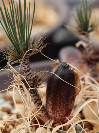 Gethyllis verticillata 10 Pieces Seeds