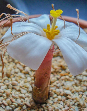 Gethyllis verticillata 10 Pieces Seeds