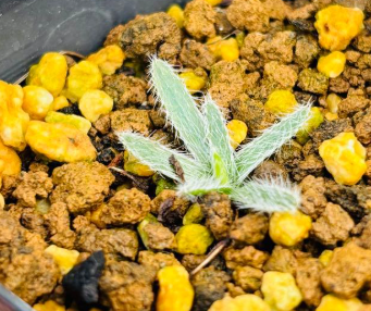 Gethyllis Barkerae 10 Pieces Seeds