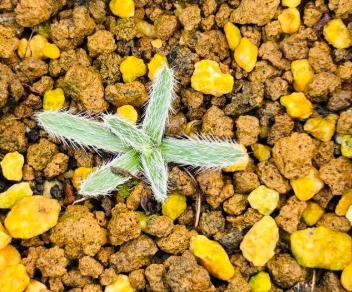 Gethyllis Barkerae 10 Pieces Seeds