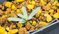 Gethyllis Barkerae 10 Pieces Seeds