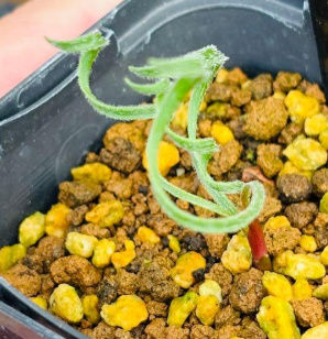 Gethyllis lanuginosa 10 Pieces Seeds