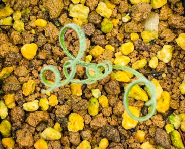 Gethyllis lanuginosa 10 Pieces Seeds