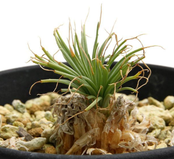 Gethyllis grandiflora 10 Pieces Seeds