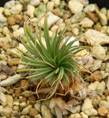 Gethyllis grandiflora 10 Pieces Seeds