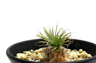 Gethyllis grandiflora 10 Pieces Seeds