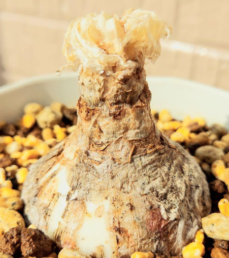 Gethyllis namaquensis 10 Pieces Seeds