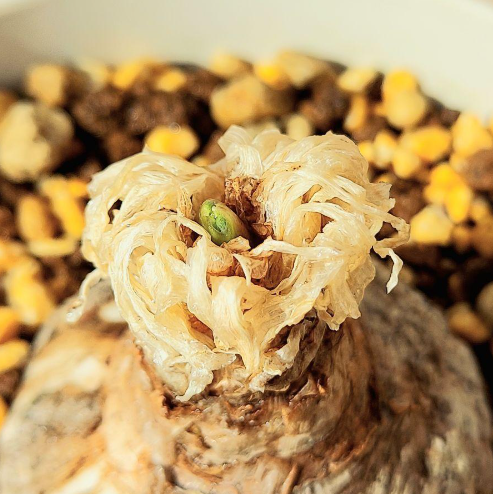 Gethyllis namaquensis 10 Pieces Seeds