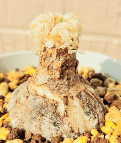 Gethyllis namaquensis 10 Pieces Seeds