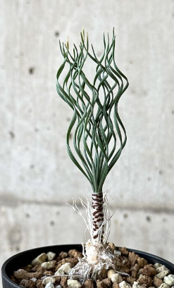 Gethyllis britteniana 10 Pieces Seeds