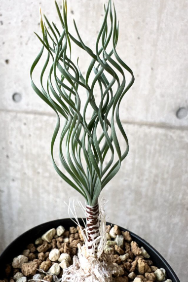 Gethyllis britteniana 10 Pieces Seeds