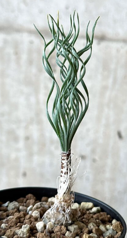 Gethyllis britteniana 10 Pieces Seeds