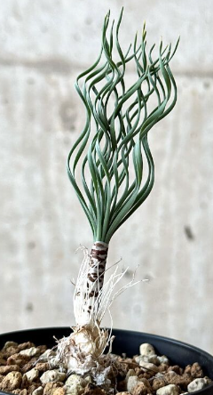 Gethyllis britteniana 10 Pieces Seeds