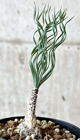 Gethyllis britteniana 10 Pieces Seeds