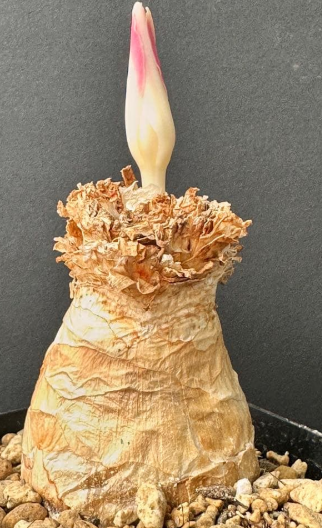 Gethyllis namaquensis 10 Pieces Seeds