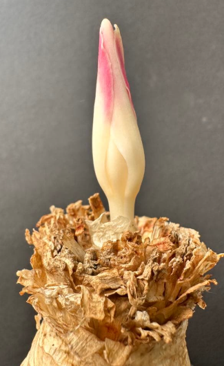 Gethyllis namaquensis 10 Pieces Seeds