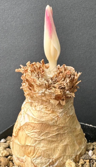 Gethyllis namaquensis 10 Pieces Seeds