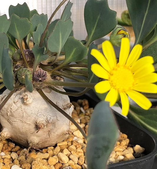 Othonna hederifolia 6 Pieces Seeds