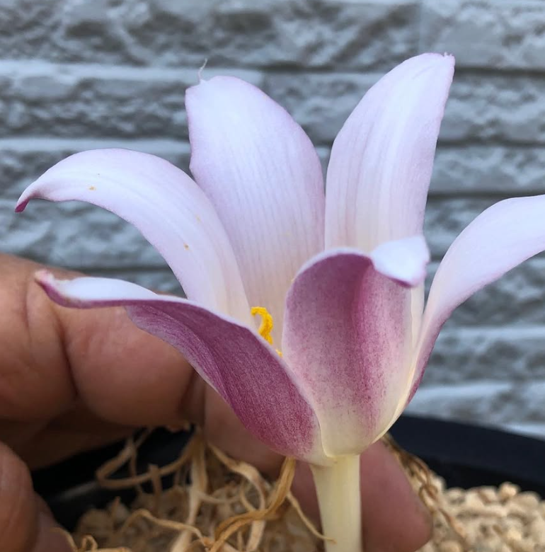 Gethyllis namaquensis 10 Pieces Seeds