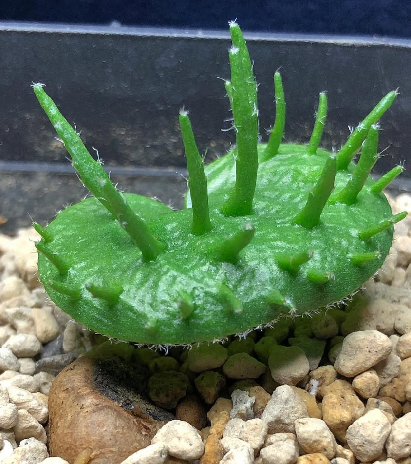 Eriospermum appendiculatum 2 Pieces Seeds