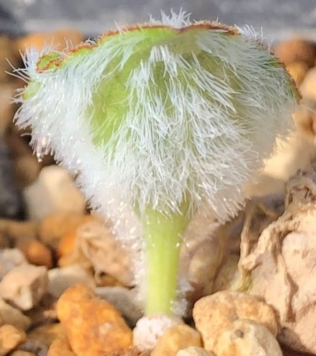 Eriospermum subincanum 2 Pieces Seeds