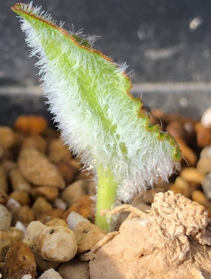 Eriospermum subincanum 2 Pieces Seeds