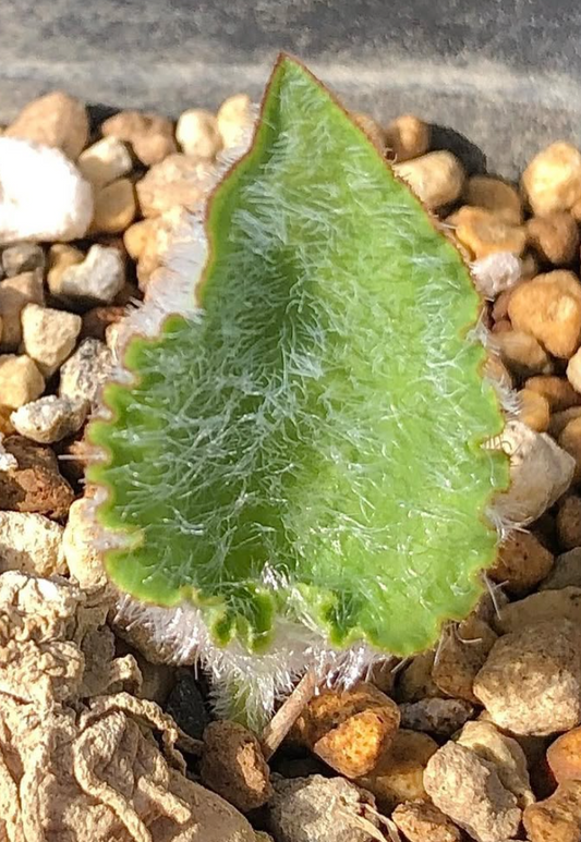 Eriospermum subincanum 2 Pieces Seeds