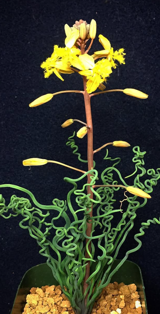 Bulbine torta 10 Pieces Seeds