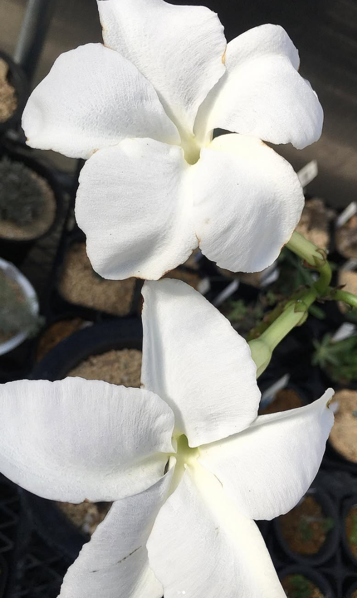 Pachypodium decaryi 6 Pieces Seeds