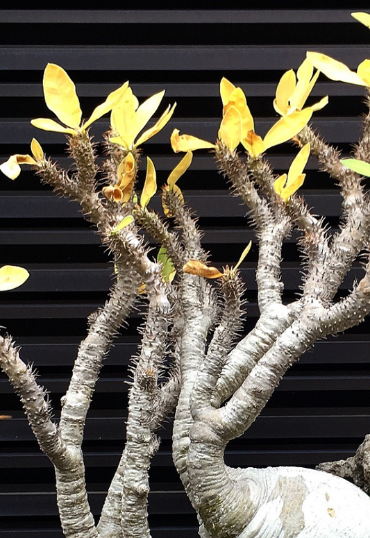 Pachypodium makayense 6 Pieces Seeds