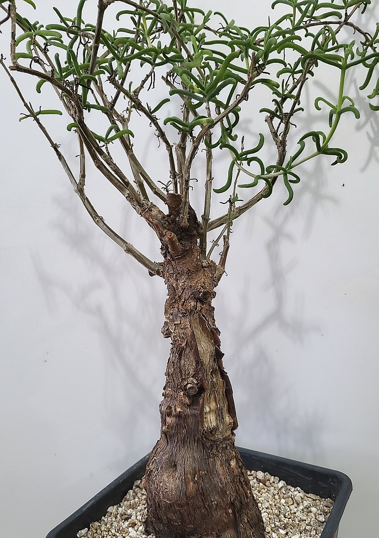 Mestoklema tuberosum 10 Pieces Seeds