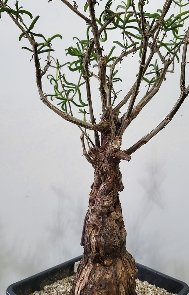 Mestoklema tuberosum 10 Pieces Seeds