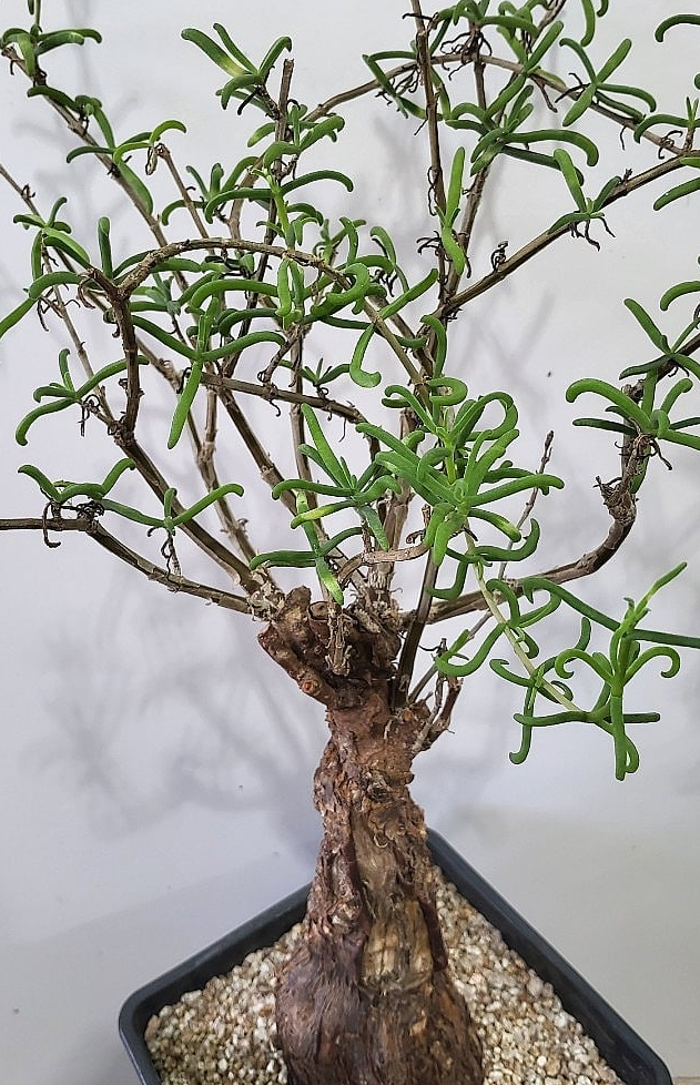 Mestoklema tuberosum 10 Pieces Seeds