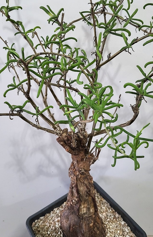 Mestoklema tuberosum 10 Pieces Seeds