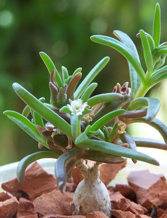 Mestoklema macrorhiza 10 Pieces Seeds